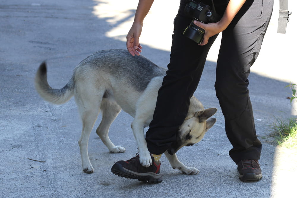 Dog Biting A Persons Leg