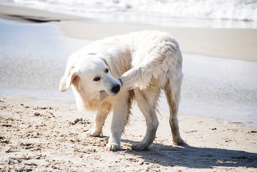 Dog Biting His Own Tail